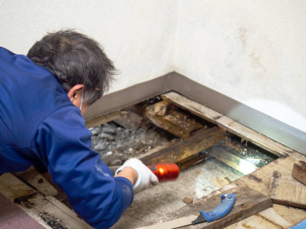 Best Emergency Mold Remediation in Trenton, MO