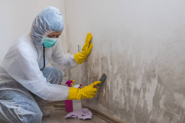 Best Bathroom Mold Remediation in Trenton, MO