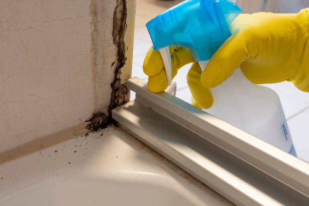 Best Mold Testing and Inspection Services in Trenton, MO