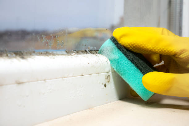 Best Residential Mold Remediation in Trenton, MO