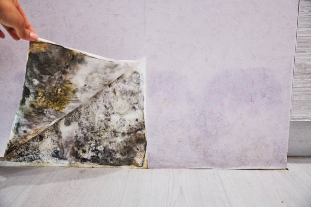 Best Commercial Mold Remediation in Trenton, MO